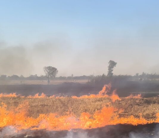 कर्मा-पिपरा में गेहूं के खेतों में लगी आग:5 बीघा से अधिक फसल जलकर राख, किसानों को भारी नुकसान