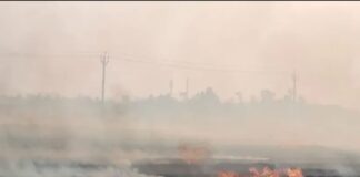 श्रावस्ती के धैसरा गांव में गेहूं के खेतों में आग:लाइनमैन की सूचना पर दमकल ने बुझाई, बड़ा हादसा टला