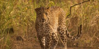 महाराष्ट्र डेडिकेटेड क्राइम कंट्रोल सेल के साथ वाइल्डलाइफ प्रोटेक्शन को मजबूत करेगा