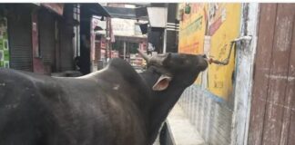 43°C के पार पारा, प्यास…