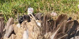 महराजगंज में लू लगने से दो गिद्धों की मौत:वन विभाग ने वन्यजीवों की सुरक्षा के लिए बढ़ाई निगरानी