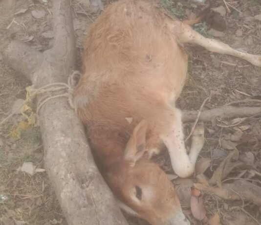 बलरामपुर में तेंदुए ने बछड़े को बनाया निवाला:गौरीदास पुरवा गांव में दूसरी घटना, ग्रामीणों में दहशत