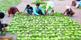 कोंडागांव में 25 अप्रैल से तेंदूपत्ता खरीदी की संभावना, 19,200 मानक बोरा संग्रहण का लक्ष्य