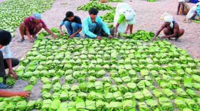 कोंडागांव में 25 अप्रैल से तेंदूपत्ता खरीदी की संभावना, 19,200 मानक बोरा संग्रहण का लक्ष्य