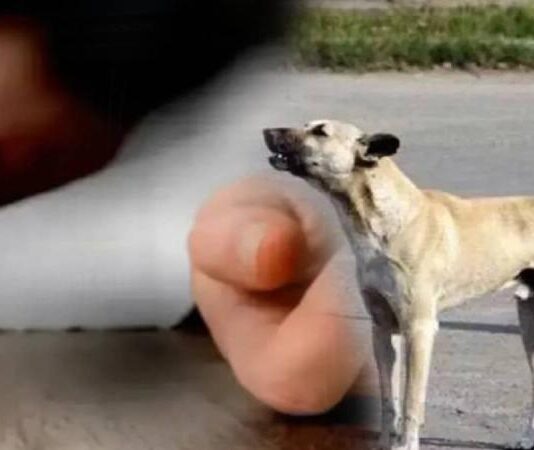 किशोरी की मौत: पालतू कुत्ते के खरोंच को नजरअंदाज करने पर रेबीज से हताहत News Desk