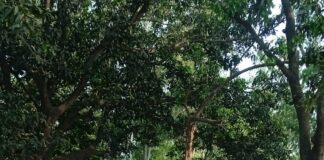 नासिरगंज में बंदरों का आतंक, आम की फसल को नुकसान:बागवानों को आर्थिक क्षति, पैदावार घटने की आशंका से चिंतित।