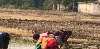 मटेहना में अप्रैल महीनें में धान की रोपाई शुरू:25 दिन पहले डाले गए थे बीज, समय पर हो जाती है कटाई