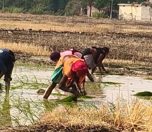 मटेहना में अप्रैल महीनें में धान की रोपाई शुरू:25 दिन पहले डाले गए थे बीज, समय पर हो जाती है कटाई