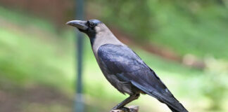 क्या ये जीव भी इंसानों की तरह अपने साथी की मौत पर करते हैं ‘अलार्म कॉल’ ?