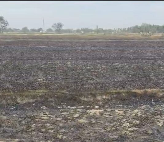 उमरा खास में अज्ञात कारणों से लगी आग:25 बीघा गेहूं की फसल जलकर राख, रिपोर्ट उच्च अधिकारियों को भेजी गई