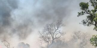 बस्ती के पचानू गांव में लगी भीषण आग:50 बीघा गेहूं की फसल जली, किसानों को भारी नुकसान