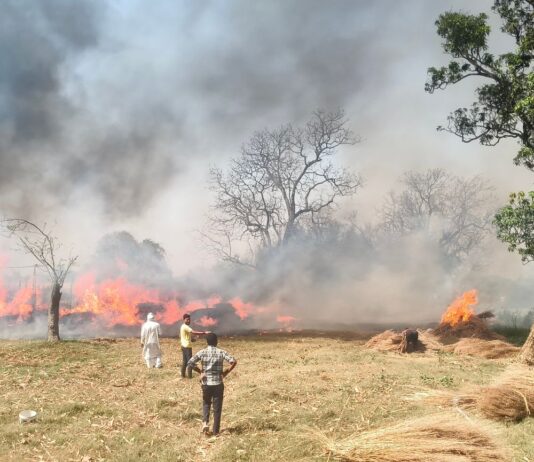 बस्ती के पचानू गांव में लगी भीषण आग:50 बीघा गेहूं की फसल जली, किसानों को भारी नुकसान