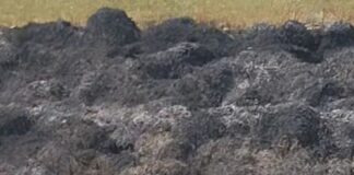 रामपुर धोबिया में 5 बीघा गेहूं की फसल जली:मड़ाई के लिए खेत में रखी थी, अज्ञात कारणों से लगी आग