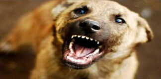 आवारा कुत्ते ने मचाया तांडव: 40 लोगों को बनाया शिकार, जान बचने के लिए भागे लोग