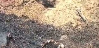 श्रावस्ती के बुसैला में भीषण आग, महिला झुलसी:एक बछिया की जलकर मौत, हजारों का नुकसान