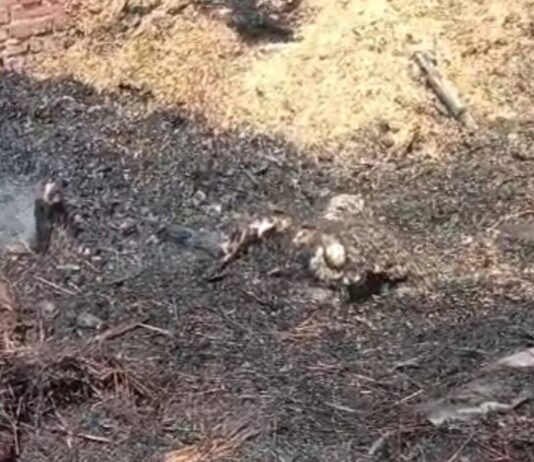 श्रावस्ती के बुसैला में भीषण आग, महिला झुलसी:एक बछिया की जलकर मौत, हजारों का नुकसान