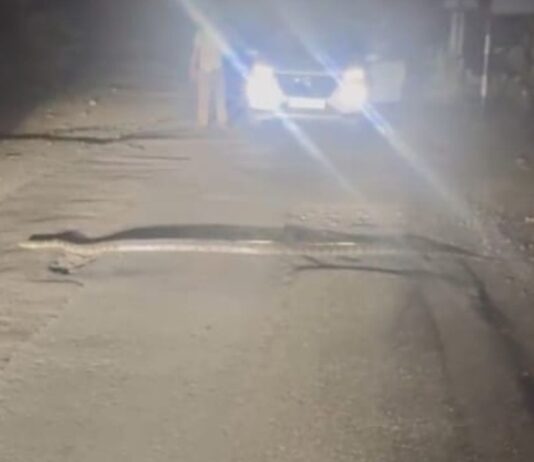 बहराइच में सड़क पर दिखा विशाल अजगर:कतर्नियाघाट क्षेत्र में 10 मिनट तक बाधित रहा यातायात