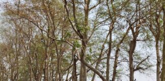 बढ़नी-इटवा मार्ग पर पेड़ बना खतरा:पचमोहनी-झकाहिया के बीच सड़क पर लटका है, कभी भी गिर सकता है