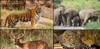 जयपुर वन मंडल में वन्यजीव गणना शुक्रवार और शनिवार को लगातार की जाएगी
