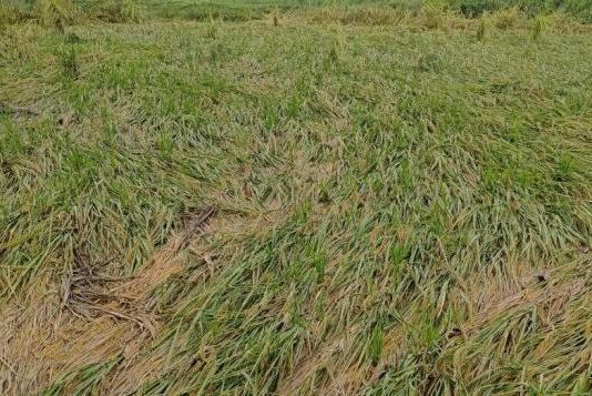 उत्तर भारत में बेमौसम बारिश से फसलें बुरी तरह प्रभावित, 19 राज्यों में आंधी-बारिश का अलर्ट News Desk