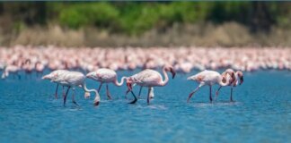फ्लेमिंगो के देर से माइग्रेशन से MMR में पर्यावरण संबंधी चिंताएं बढ़ीं