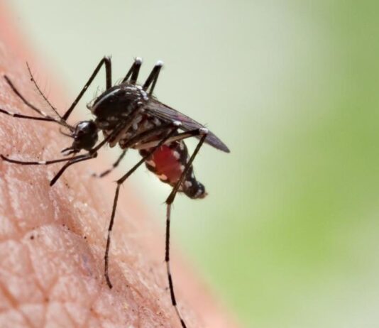 कुछ खास लोगों को ही क्यों काटते हैं मच्छर? जानें इसके पीछे का साइंस
