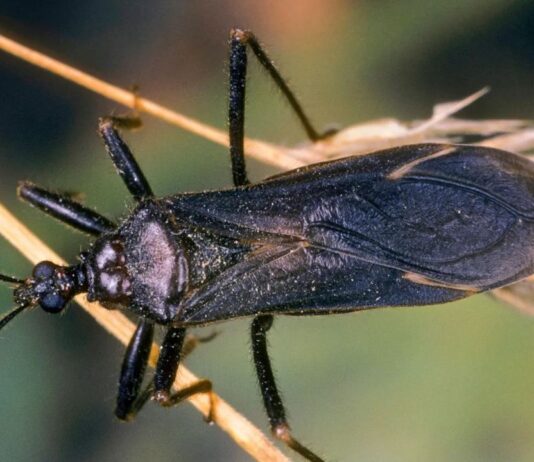 नाटक कर जहर से शिकार को जूस बना देता है यह कीड़ा, फिर सूप की तरह पी जाता है खून