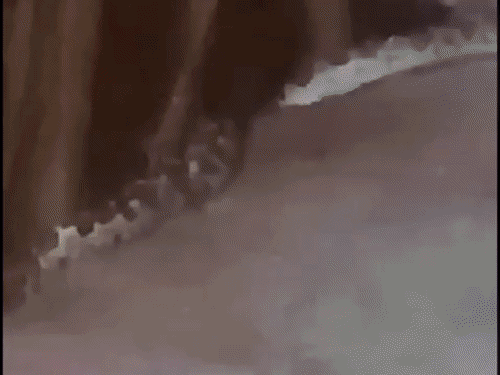 बलरामपुर के मंदिर परिसर में दिखा 10 फीट का अजगर:ग्रामीणों में दहशत, वन विभाग से रेस्क्यू करने की मांग