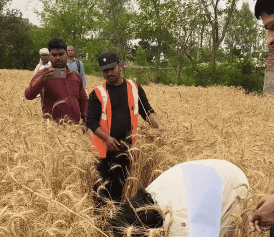 डीएम कृतिका ज्योत्सना ने खुद काटी गेहूं की फसल, VIDEO:बस्ती में क्रॉप कटिंग का स्थलीय निरीक्षण किया, पैदावार के आकलन के लिए अधिकारियों को दिया निर्देश