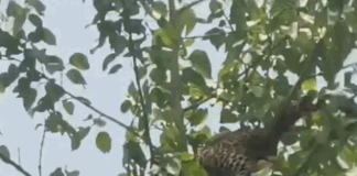 किसान पर हमला कर पेड़ पर चढ़ा तेंदुआ, VIDEO:9 घंटे से नीचे नहीं उतरा, वन विभाग की टीम मौके पर पहुंची