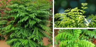 करी पत्ते के पौधे को कुछ ही दिनों में घना बनाने के लिए इन आसान देसी उपाय