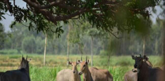 इन 5 तरीकों से खेत के आसपास भी नहीं भटकेंगे जंगली जानवर