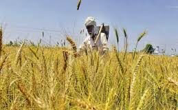 यु पी में किसानों को बड़ी राहत, सरकारी खरीद केंद्रों पर बेच सकेंगे फसल