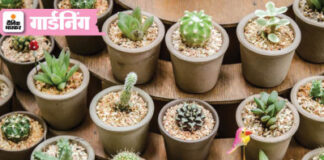 रेगिस्तान में आसानी से उगाई जा सकती है ये फसलें