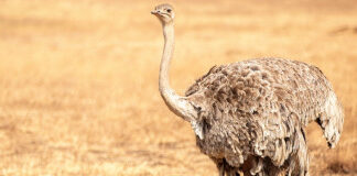 शुतुरमुर्ग की पाचन क्रिया के बारे में दिलचस्प बात जानिए