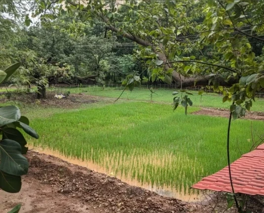 वाधवन बंदरगाह के पास कृषि बाजार बनाया जाएगा