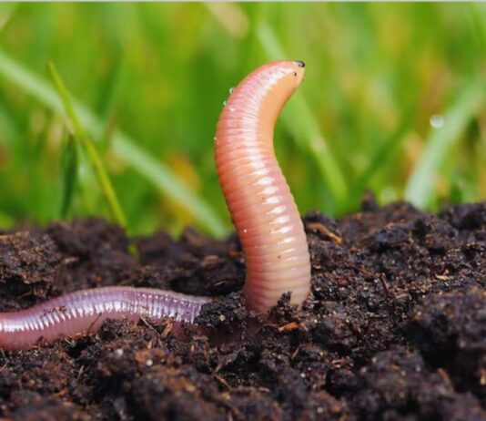 महिला की नाक से निकला 1 इंच लंबा कीड़ा, डॉक्टर्स भी हुए हैरान