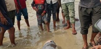 बाणगंगा नदी में मिला डॉल्फिन का शव:पोस्टमार्टम में ऑक्सीजन की कमी से मौत की पुष्टि