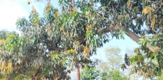 महाराजगंज में तीन महिलाओं से टप्पेबाजी:एक ही दिन अलग-अलग स्थानों पर हुई घटनाएं