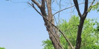 डुमरियागंज में बेवा-उतरौला मार्ग पर सूखा पेड़ बना खतरा:राहगीरों में दहशत, प्रशासन से हटाने की मांग