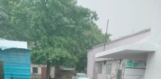 सुर्जना कलां में आंधी के साथ बारिश:तेज हवा से कई पेड़ों की डालियां टूटी, गर्मी से राहत