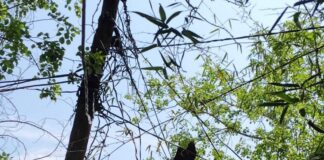 पुराने लकड़ी के पोल से हो रही बिजली आपूर्ति:सिद्धार्थनगर में ग्रामीणों में हादसे का डर, बिजली विभाग से की शिकायत