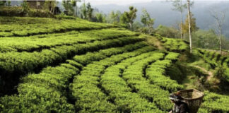 नेपाल: प्रधानमंत्री बालेन्द्र से चाय निर्यात में आ रही बाधाओं को दूर करने की मांग