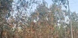 खेत में लगे आग से यूकेलिप्टस के पेड़ झुलसे:हरदत्त नगर गिरंट में पीड़िता ने गांव के लोगों पर लगाया आरोप