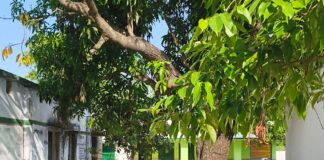 भदैया पुरवा में प्राथमिक विद्यालय की बाउंड्री ध्वस्त:भदैया पुरवा में मरम्मत न होने से बच्चों को हो रही परेशानी