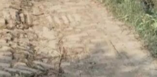 कंजड़वा में किसानों का मुख्य मार्ग जर्जर:धान के रोपाई के दौरान आवाजाही में होगी परेशानी