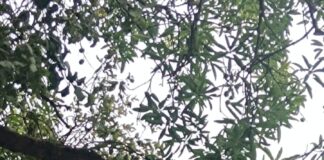 करंट की चपेट में आने से मासूम की दर्दनाक मौत, आम तोड़ने पेड़ पर चढ़ा था 12 वर्षीय बालक।*