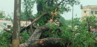 आंधी-बारिश में सिद्धार्थनगर तहसील परिसर में पेड़ गिरा:कई वाहन क्षतिग्रस्त, लोगों ने भागकर बचाई जान