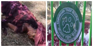 बांधवगढ़: बाघ का हमला, तेंदूपत्ता तोड़ने गई महिला की मौत, 15 दिन में दूसरी मौत