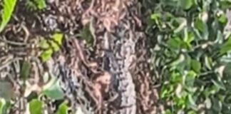 मगरमच्छ दिखने से वेलहन महेशपुर में दहशत:ग्रामीण बोले- 4 दिन से तालाब से निकल रहा; वन विभाग को सूचना दी